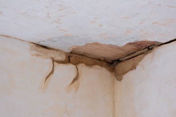 Best Water damage contractors near me  in Pine Valley, CA
