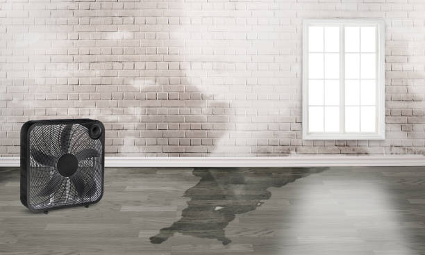 Best 24/7 water damage repair  in Pine Valley, CA